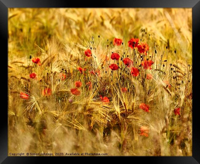 Poppies in Corn Framed Print by Simon Johnson