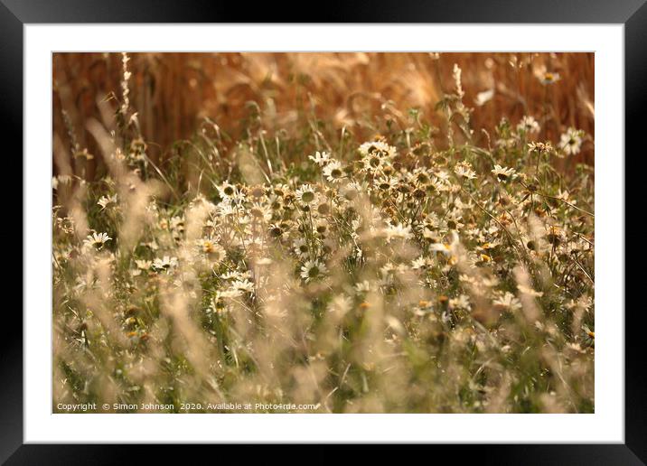 Wind blown daisys in cornfield Framed Mounted Print by Simon Johnson