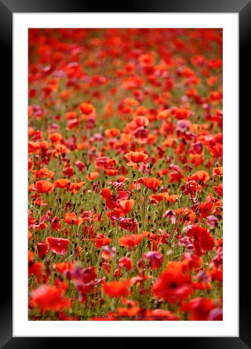 Sunlit poppies Framed Mounted Print by Simon Johnson