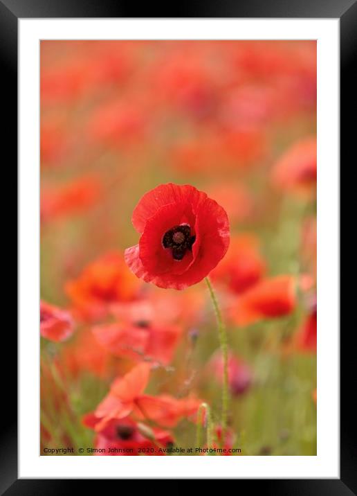 Prominent poppy Framed Mounted Print by Simon Johnson