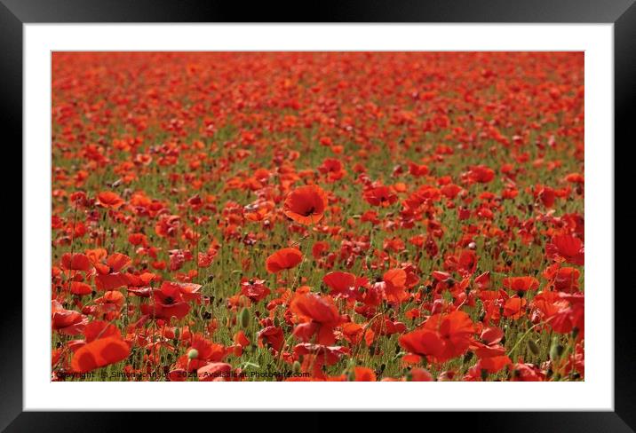Stand out poppy Framed Mounted Print by Simon Johnson