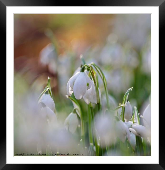 snowdrop impressionist image Framed Mounted Print by Simon Johnson