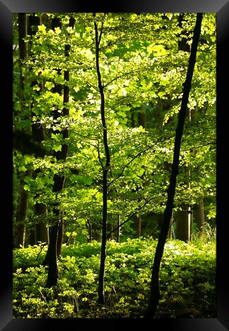 Sunlit summer woodland Framed Print by Simon Johnson