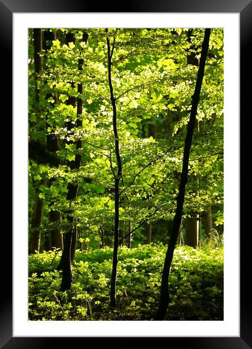Sunlit summer woodland Framed Mounted Print by Simon Johnson