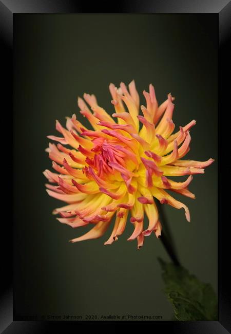 Dahlia Flower Framed Print by Simon Johnson