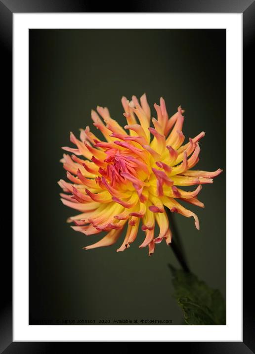 Dahlia Flower Framed Mounted Print by Simon Johnson