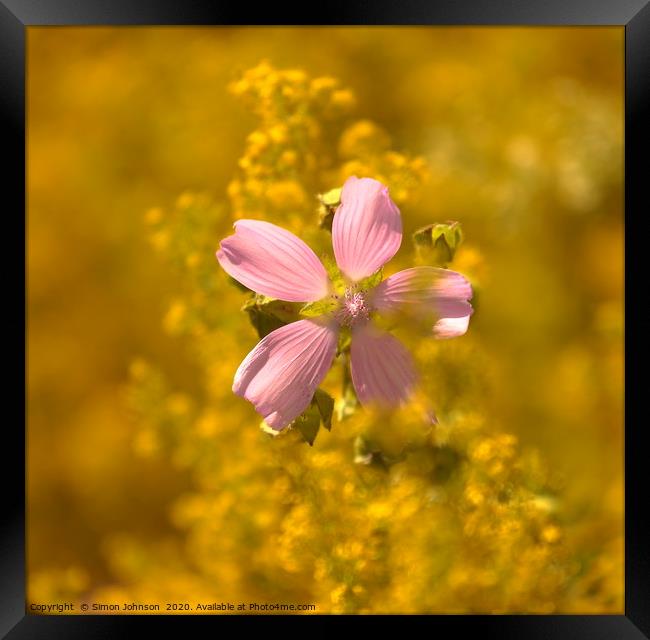 Meadow flower Framed Print by Simon Johnson