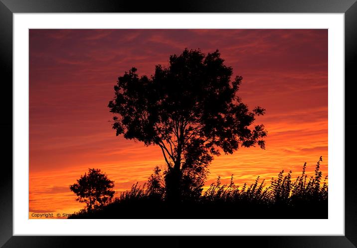 Sunset trees Framed Mounted Print by Simon Johnson