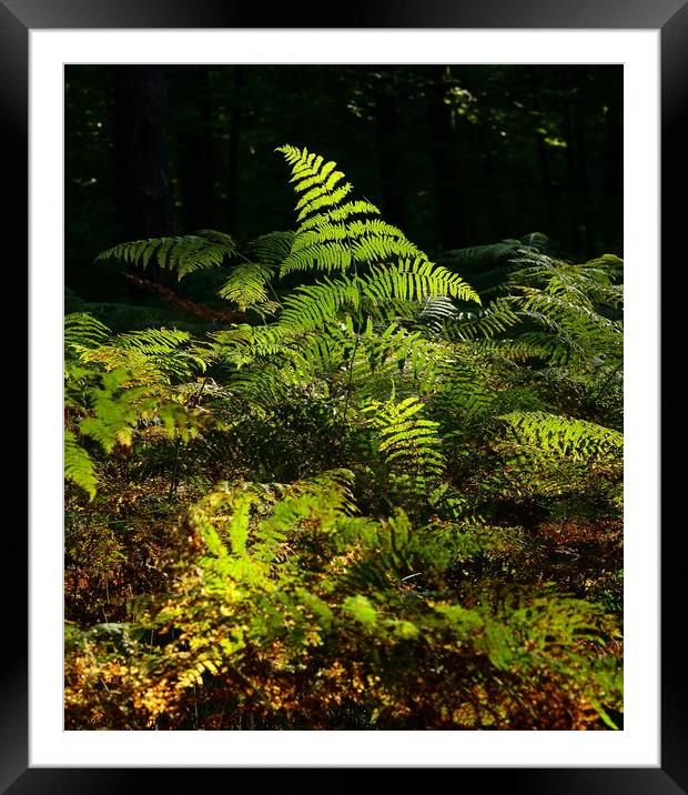 sunlit fern Framed Mounted Print by Simon Johnson