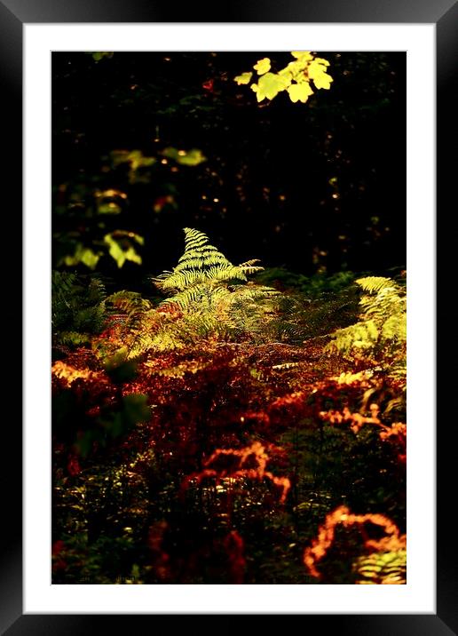 sunlit fern  Framed Mounted Print by Simon Johnson