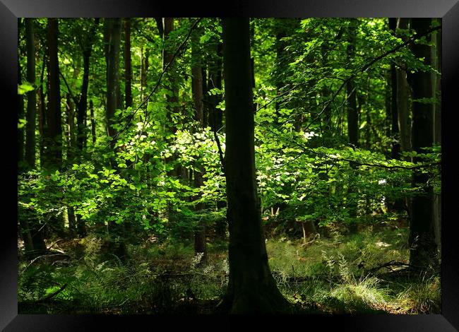 Sunlit leaves and woodland Framed Print by Simon Johnson