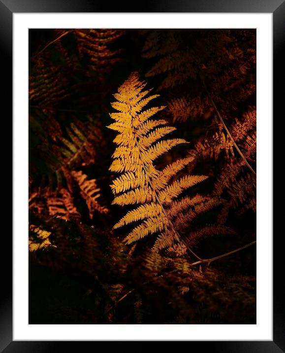 Sunlit  autumn fern  Framed Mounted Print by Simon Johnson