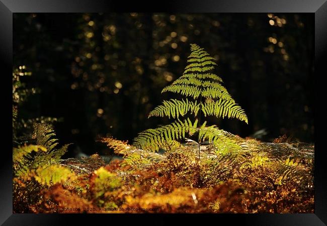 Sunlit fern  Framed Print by Simon Johnson