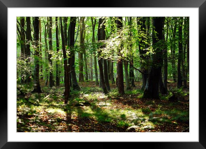 Tranquil Woodland Framed Mounted Print by Simon Johnson
