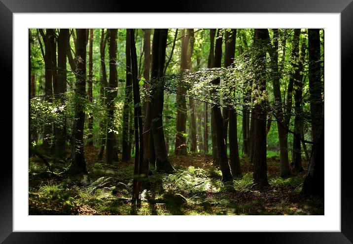 Morning light Broadway Woods Cotswolds Gloucestershire  Framed Mounted Print by Simon Johnson
