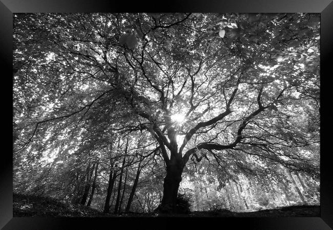Beech tree splendour Framed Print by Simon Johnson
