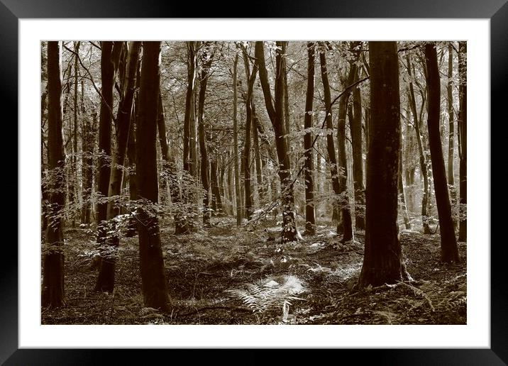 Beech woodland Framed Mounted Print by Simon Johnson