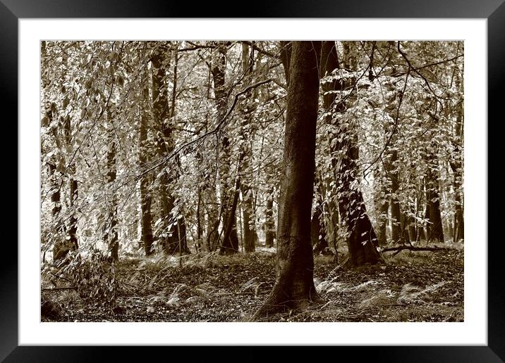 Cotswold Woodland Framed Mounted Print by Simon Johnson