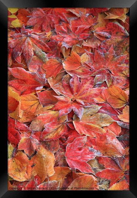Frosted autumn leaves Framed Print by Simon Johnson