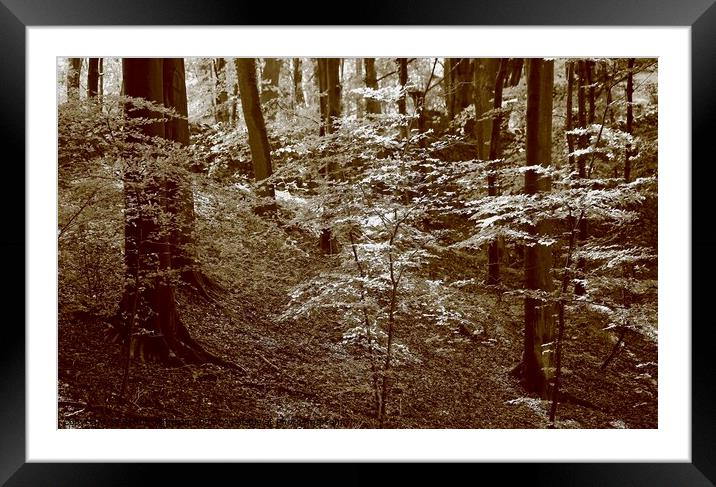 Cotswold woodland Framed Mounted Print by Simon Johnson