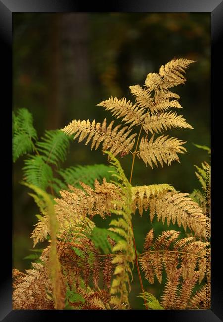 Cotswold ferns Framed Print by Simon Johnson