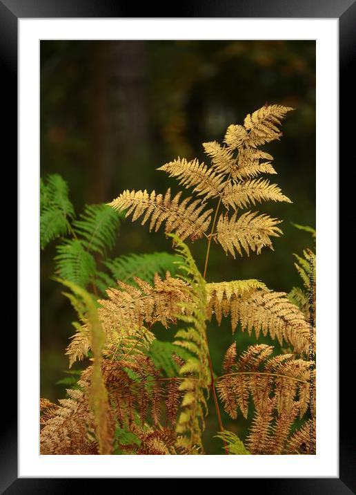 Cotswold ferns Framed Mounted Print by Simon Johnson