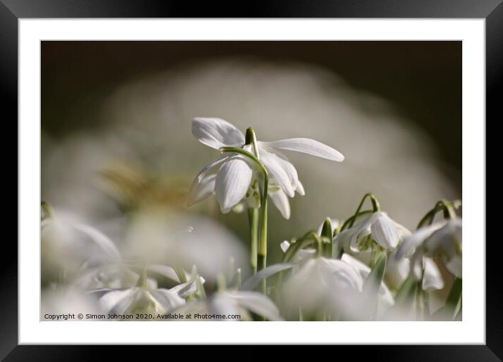 Snowdrop close up Framed Mounted Print by Simon Johnson