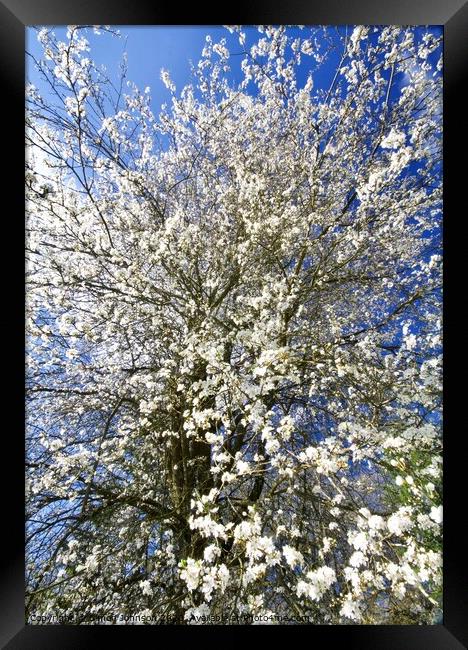 spring apple blossom Framed Print by Simon Johnson