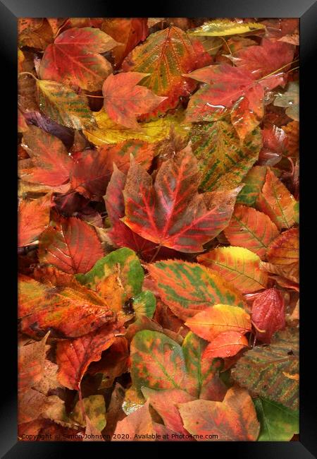 Autumn leaves  Framed Print by Simon Johnson