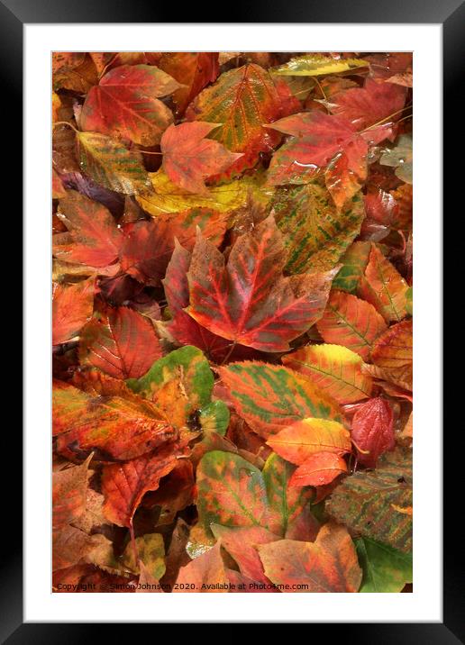 Autumn leaves  Framed Mounted Print by Simon Johnson
