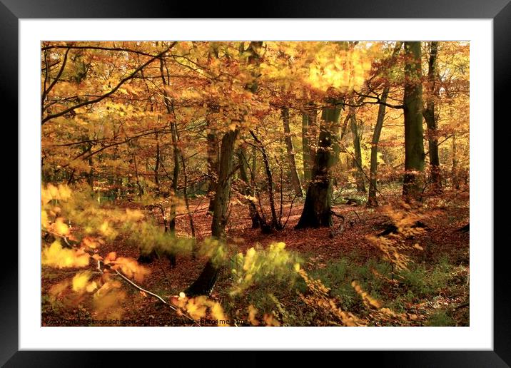 Autumn Weoodland Framed Mounted Print by Simon Johnson