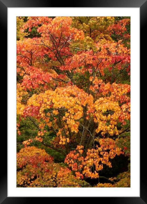 autumn colour  Framed Mounted Print by Simon Johnson