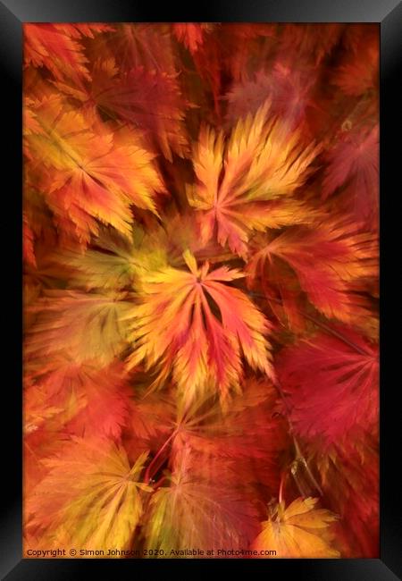 Autumn leaf colour Framed Print by Simon Johnson