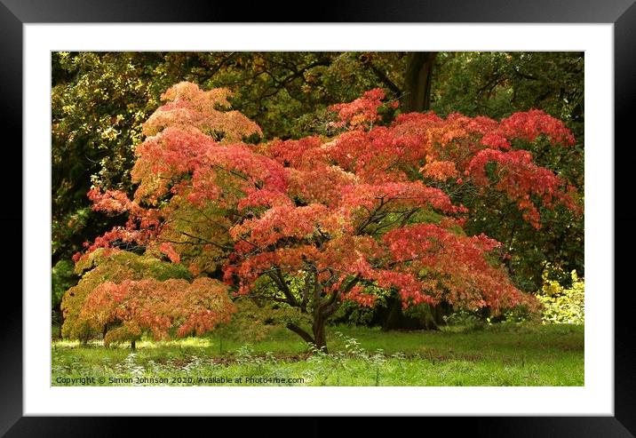  Acer colour Framed Mounted Print by Simon Johnson