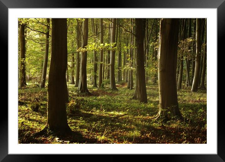 Beech Woodland Framed Mounted Print by Simon Johnson