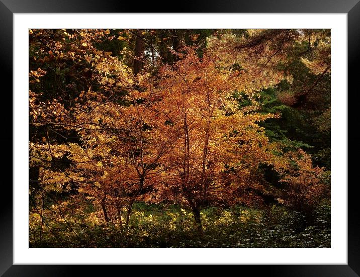 Sunlit ewoodland Framed Mounted Print by Simon Johnson