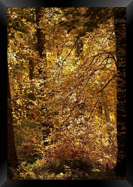  Autumn colour Framed Print by Simon Johnson