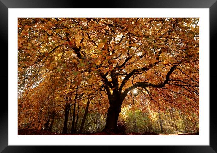 Beech tree spendour Framed Mounted Print by Simon Johnson