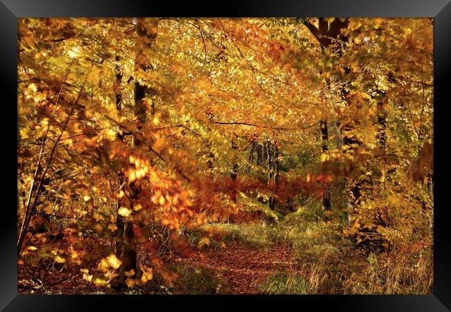 Autumn splendour Framed Print by Simon Johnson
