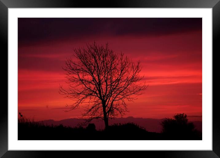 isolated tree sunrise Framed Mounted Print by Simon Johnson