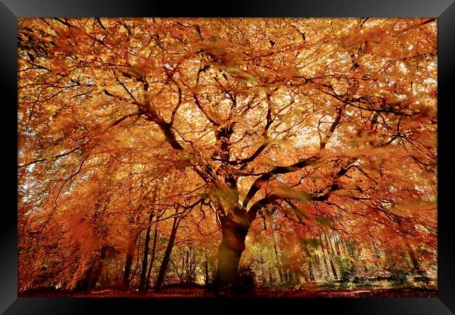 Beech tree in autumn Framed Print by Simon Johnson