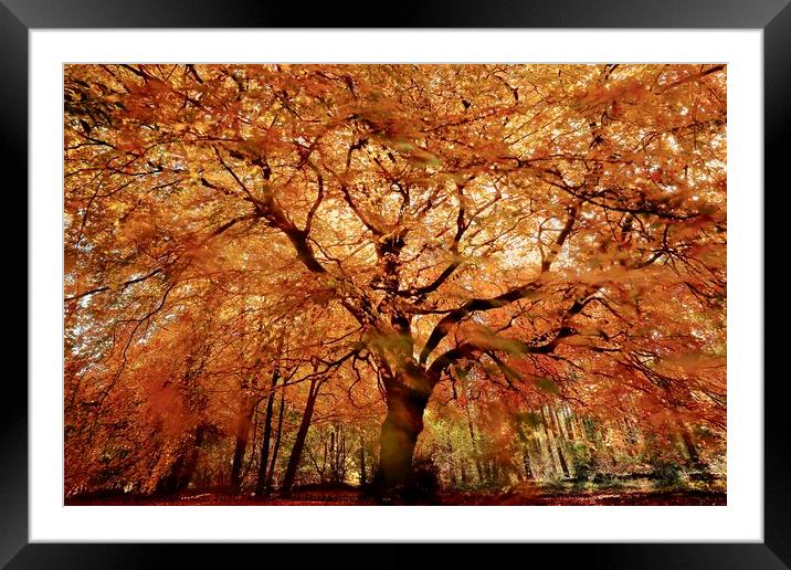 Beech tree in autumn Framed Mounted Print by Simon Johnson