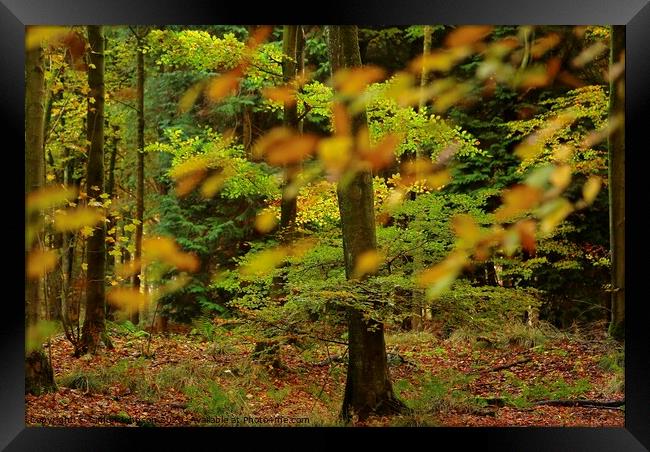 Leaves and trees Framed Print by Simon Johnson