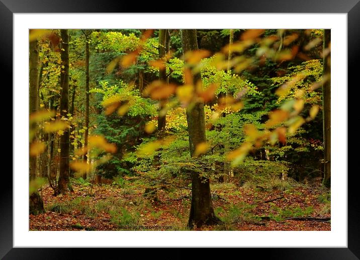 Leaves and trees Framed Mounted Print by Simon Johnson