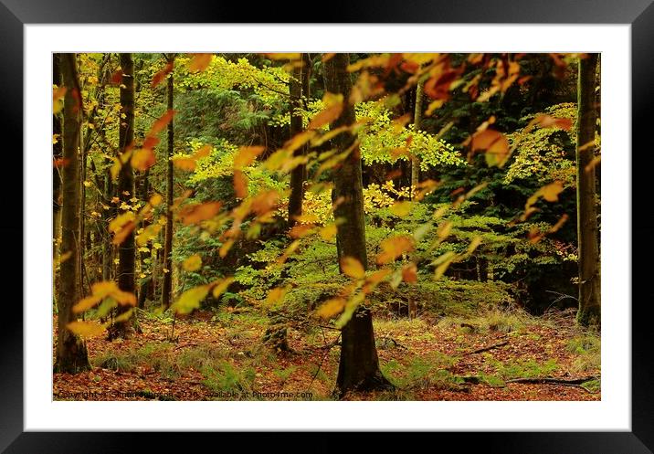 Autumn Woodland Framed Mounted Print by Simon Johnson