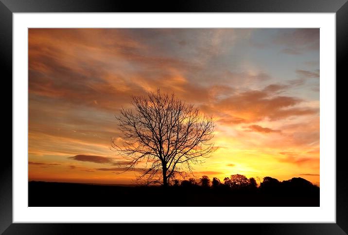 Isolated tree at sunrise Framed Mounted Print by Simon Johnson