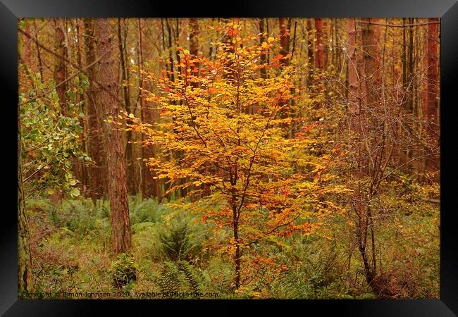 Autumn Beech Tree Framed Print by Simon Johnson