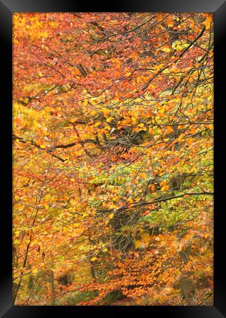 Impressionist woodland Framed Print by Simon Johnson