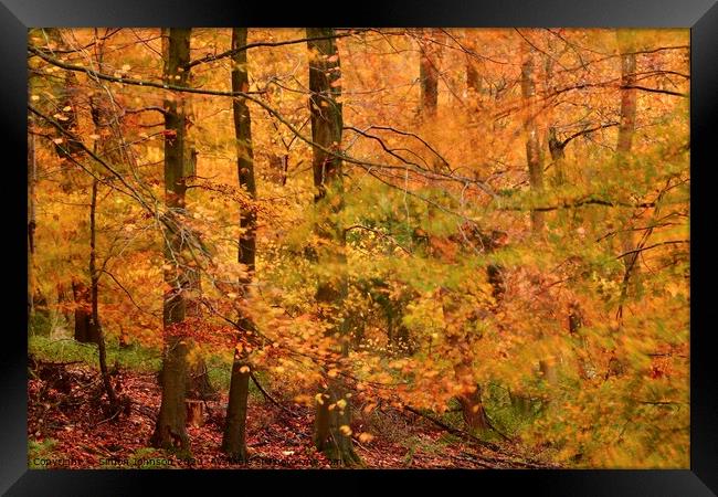 Autumn Colour Framed Print by Simon Johnson