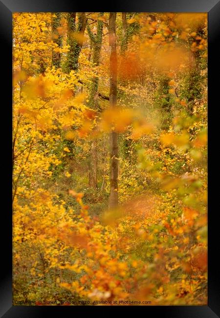 Autumn woodland impressionist image Framed Print by Simon Johnson